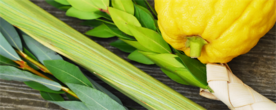 The four species used in the festivities of Sukkot