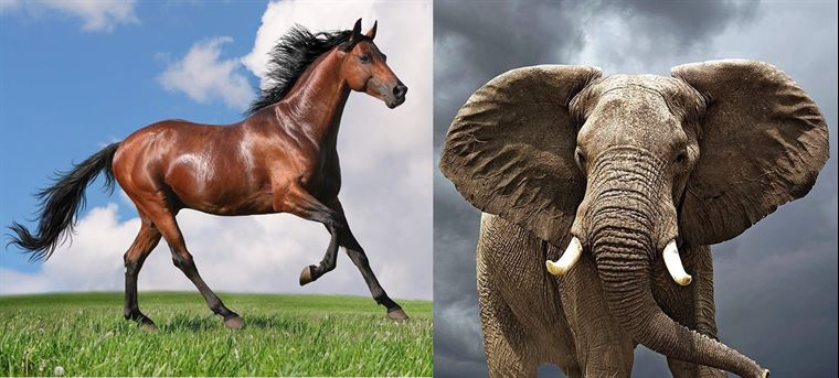 The image of the horse is via dailysabah.com. The elephant is via economist.com.
