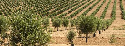 Grove of olive trees. Image via myolivetree.com.