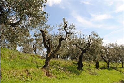Pruned olive trees. Image via mediterraneangardensociety.org.